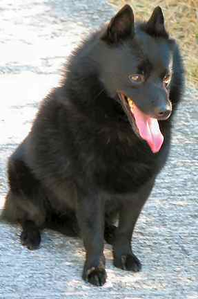 SCHIPPERKE
